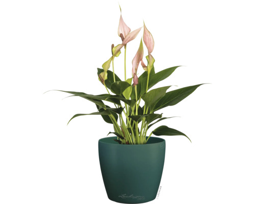 Anthurium avec fleurs roses dans un pot de fleurs vert foncé.