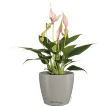 Anthurium avec fleurs roses dans un pot Lechuza Deco gris.