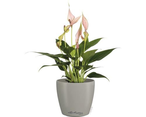 Anthurium avec fleurs roses dans un pot Lechuza Deco gris.