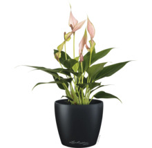 Anthurium avec fleurs roses dans un pot rond noir Lechuza.