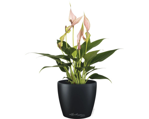 Anthurium avec fleurs roses dans un pot rond noir Lechuza.