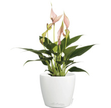 Anthurium aux fleurs roses dans un pot Lechuza Deco blanc.