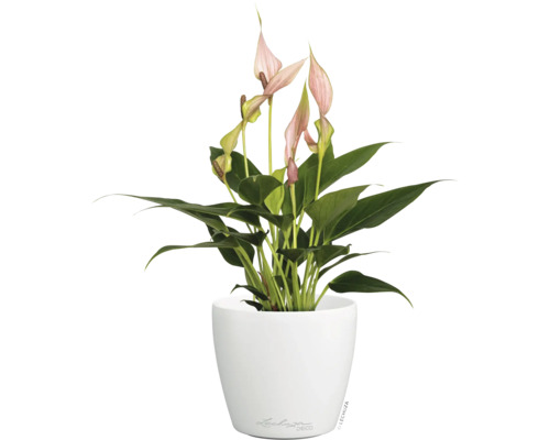 Anthurium aux fleurs roses dans un pot Lechuza Deco blanc.