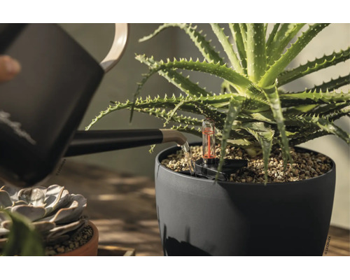 Une plante aloe vera dans un pot gris foncé est arrosée avec un arrosoir noir. Le pot dispose d'un indicateur de niveau d'eau.