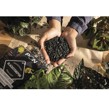 Mains tenant une portion de substrat noir pour plantes Lechuza Blackstonepon, entourées de plantes d'intérieur comme le Monstera et le Bégonia.