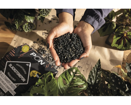 Mains tenant une portion de substrat noir pour plantes Lechuza Blackstonepon, entourées de plantes d'intérieur comme le Monstera et le Bégonia.