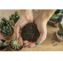 Mains tenant un substrat minéral pour cactus et plantes grasses au-dessus d une table avec diverses plantes en pot.