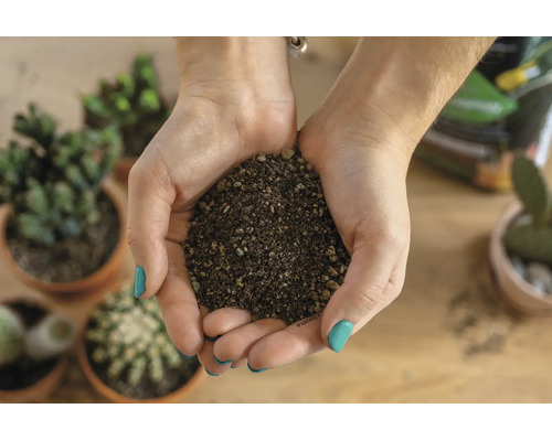 Mains tenant un substrat minéral pour cactus et plantes grasses au-dessus d une table avec diverses plantes en pot.