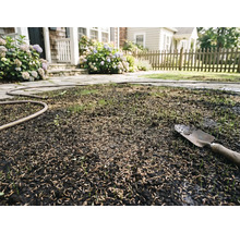 Graines de gazon fraîchement semées avec un transplantoir et un tuyau d'arrosage dans un jardin avec allée en pierre et hortensias.