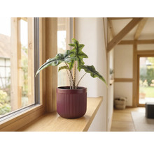Plante d intérieur Alocasia Jacklyn dans un cache-pot rainuré sur un rebord de fenêtre en bois.