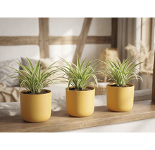Trois chlorophytums dans des pots jaunes sur une étagère en bois dans une pièce lumineuse.
