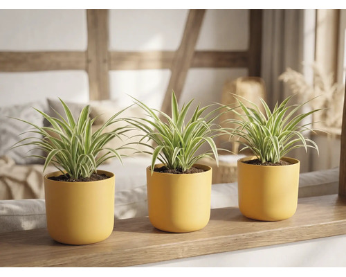 Trois chlorophytums dans des pots jaunes sur une étagère en bois dans une pièce lumineuse.