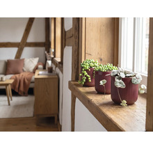 Trois plantes d intérieur dans des pots en céramique rainurés sur un rebord de fenêtre en bois dans un salon rustique et lumineux avec des poutres.
