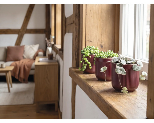 Trois plantes d intérieur dans des pots en céramique rainurés sur un rebord de fenêtre en bois dans un salon rustique et lumineux avec des poutres.