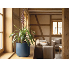 Bromélia en fleurs dans un cache-pot rond bleu foncé sur un rebord de fenêtre en bois dans un salon rustique et lumineux.
