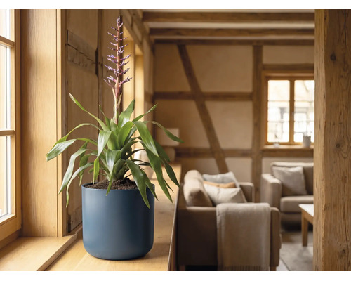 Bromélia en fleurs dans un cache-pot rond bleu foncé sur un rebord de fenêtre en bois dans un salon rustique et lumineux.