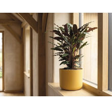 Plante intérieure Calathea dans un pot jaune sur un rebord de fenêtre en bois dans une pièce lumineuse.