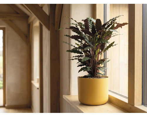 Plante intérieure Calathea dans un pot jaune sur un rebord de fenêtre en bois dans une pièce lumineuse.