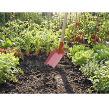 Rote Gartenschaufel mit Holzstiel steckt in dunkler Erde eines hellen Gemüsebeets mit Tomaten, Salat und Rüebli.