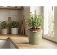 Plant de romarin dans un seau en métal vert avec poignée en bois sur un plan de travail de cuisine en bois près d'une fenêtre.