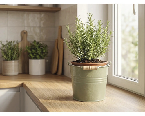 Plant de romarin dans un seau en métal vert avec poignée en bois sur un plan de travail de cuisine en bois près d'une fenêtre.