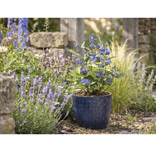 Caryoptéris dans un pot en céramique bleu à motifs dans un jardin lumineux avec lavande et graminées.