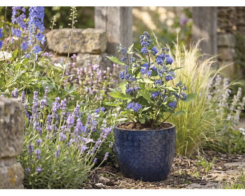 Caryoptéris dans un pot en céramique bleu à motifs dans un jardin lumineux avec lavande et graminées.