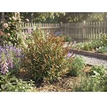 Heller, organisierter Garten mit einem rötlich-grünen Strauch im Zentrum, umgeben von Lavendel, Rosen und einem hölzernen Lattenzaun.