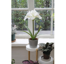 Weiße künstliche Amaryllis im grauen Topf auf einem weißen Pflanzenständer aus Holz in einem hellen und organisierten Innenbereich am Fenster.
