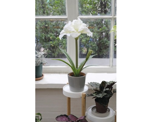Weiße künstliche Amaryllis im grauen Topf auf einem weißen Pflanzenständer aus Holz in einem hellen und organisierten Innenbereich am Fenster.