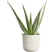 Plante d Aloe Vera dans un pot nervuré clair avec le logo elho.