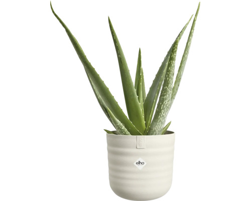 Plante d Aloe Vera dans un pot nervuré clair avec le logo elho.