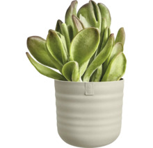 Plante succulente aux feuilles épaisses dans un pot de fleurs nervuré avec logo elho.