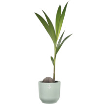 Palmier coco Cocos nucifera poussant à partir d'une noix de coco, dans un pot de fleurs strié avec elho Logo.