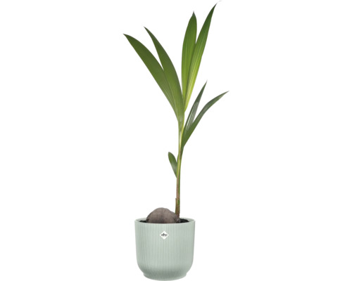 Palmier coco Cocos nucifera poussant à partir d'une noix de coco, dans un pot de fleurs strié avec elho Logo.