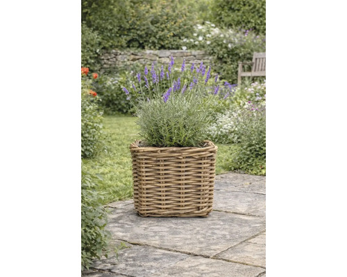Lavendelpflanze mit violetten Blüten in einem quadratischen Weidenkorb auf einem gepflasterten Gartenweg.
