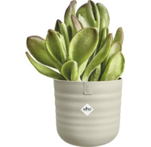 Plante d'intérieur succulente dans un pot en plastique elho rond avec des rainures horizontales et elho Logo.