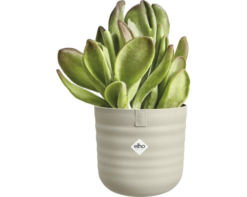 Plante d'intérieur succulente dans un pot en plastique elho rond avec des rainures horizontales et elho Logo.