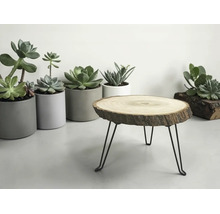 Dekorativer Pflanzenhocker mit Tischplatte aus einer natürlichen Baumscheibe und schwarzen Metallbeinen im Haarnadel-Design vor Sukkulenten.
