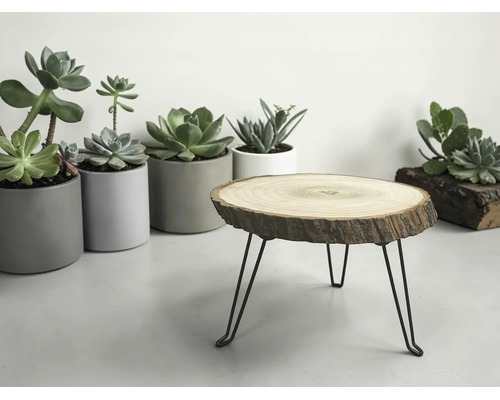 Dekorativer Pflanzenhocker mit Tischplatte aus einer natürlichen Baumscheibe und schwarzen Metallbeinen im Haarnadel-Design vor Sukkulenten.