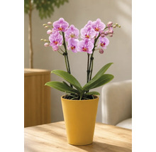 Hell gestaltete Szene mit Phalaenopsis-Orchidee in gelbem Keramiktopf auf Holztisch. Die Pflanze zeigt rosa Blüten und grüne Blätter.