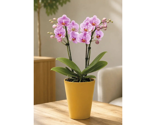 Hell gestaltete Szene mit Phalaenopsis-Orchidee in gelbem Keramiktopf auf Holztisch. Die Pflanze zeigt rosa Blüten und grüne Blätter.