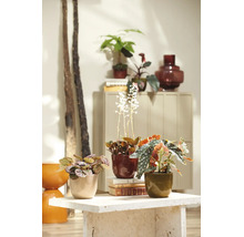 Plantes d'intérieur comme le bégonia maculé et l'orchidée de terre dans des pots décoratifs sur une table en pierre.