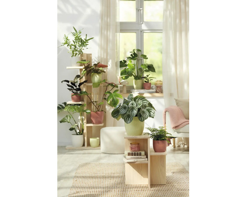 Helles Wohnzimmer mit verschiedenen Zimmerpflanzen in gerillten Übertöpfen auf Holzregalen vor einem Fenster.