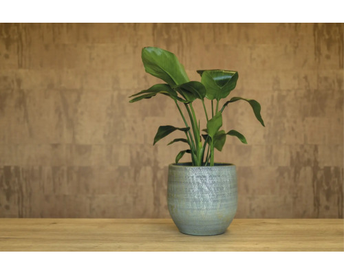 Blumentopf Passion for Pottery Boaz Steinzeug Ø 16 cm H 14 cm grün
