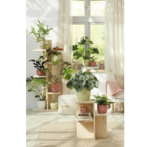 Salon lumineux décoré de nombreuses plantes vertes d'intérieur dans des pots sur des étagères en bois près d'une fenêtre.
