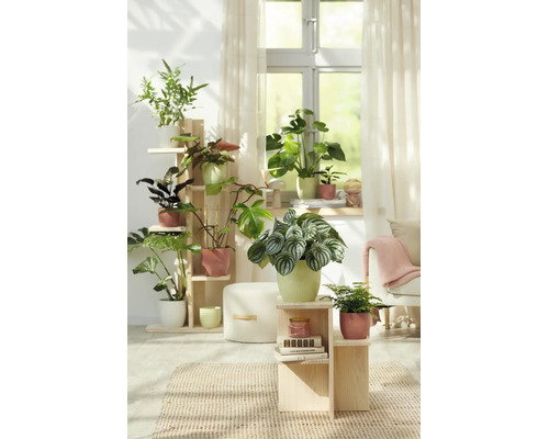 Salon lumineux décoré de nombreuses plantes vertes d'intérieur dans des pots sur des étagères en bois près d'une fenêtre.