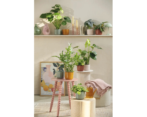 Plantes d'intérieur dans des pots en céramique texturés sur des tabourets et des étagères dans une pièce lumineuse et moderne.