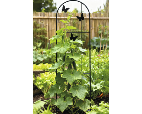 Treillis en métal arqué avec motifs de papillons supportant un plant de concombre dans un jardin potager lumineux.