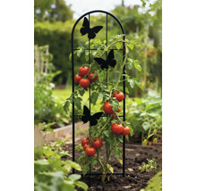Tuteur en métal noir avec papillons, de forme arquée, utilisé dans un jardin avec un plant de tomate.